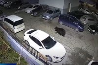 Медведь спокойно прогуливается среди припаркованных автомобилей, не боясь людей. 