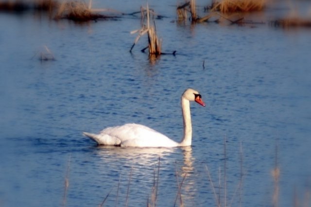 Лебеди иногда остаются в водоёмах на зиму.