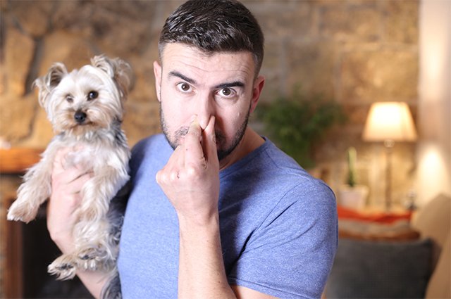 Как избавить собаку от запаха псины?