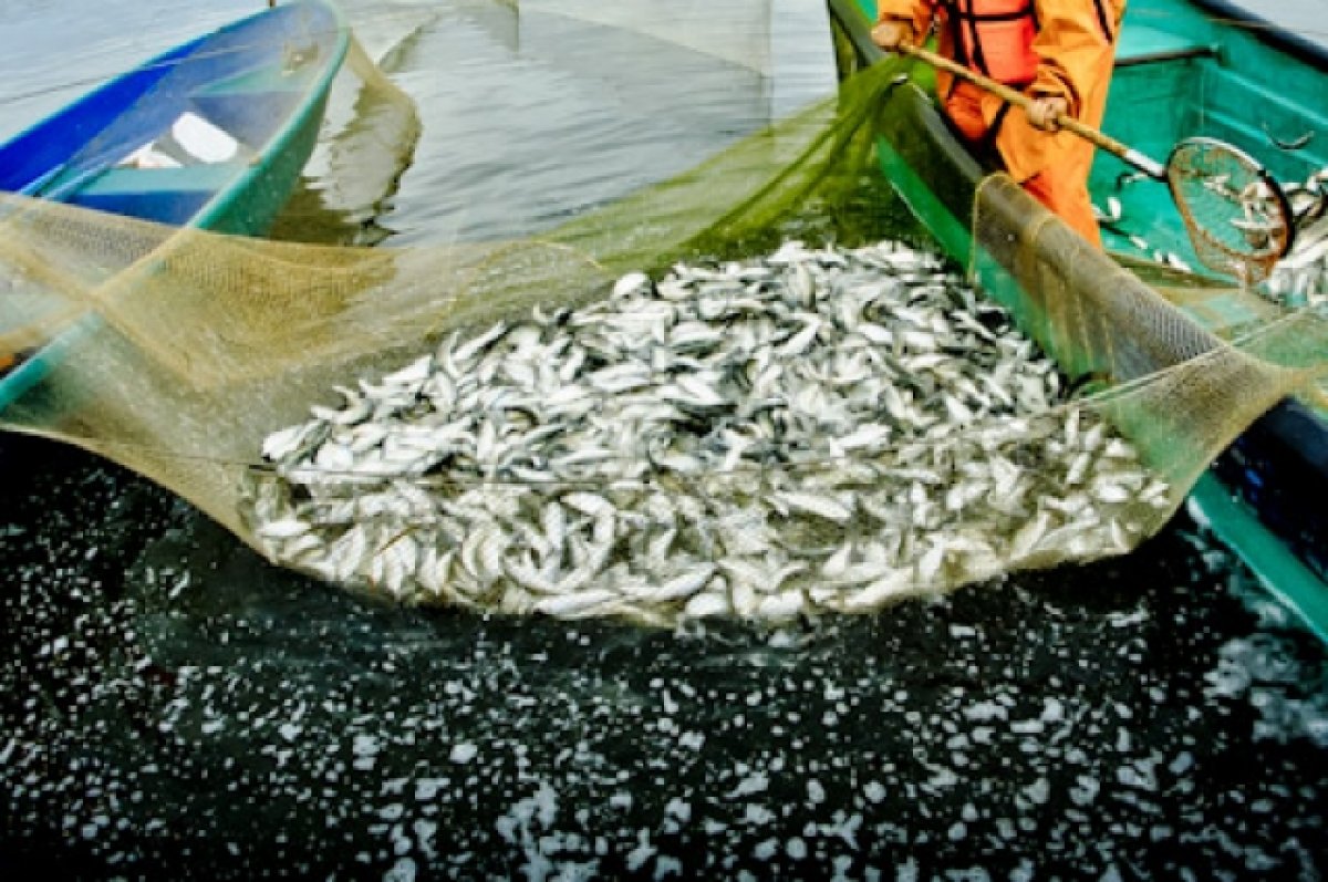 Посол РФ в Осло: Россия и Норвегия продолжат работать в области рыболовства