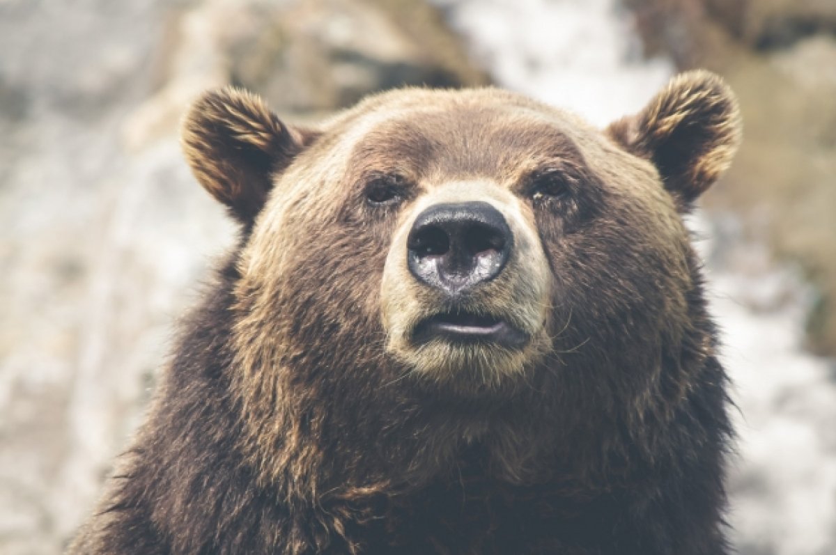 Житель Башкортостана подобрал медведя с трассы и выходил его