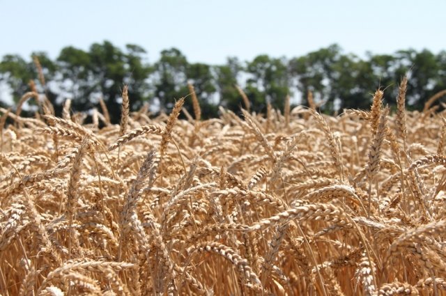 Аграрии региона сеют ставропольские, краснодарские и зерноградские сорта. 