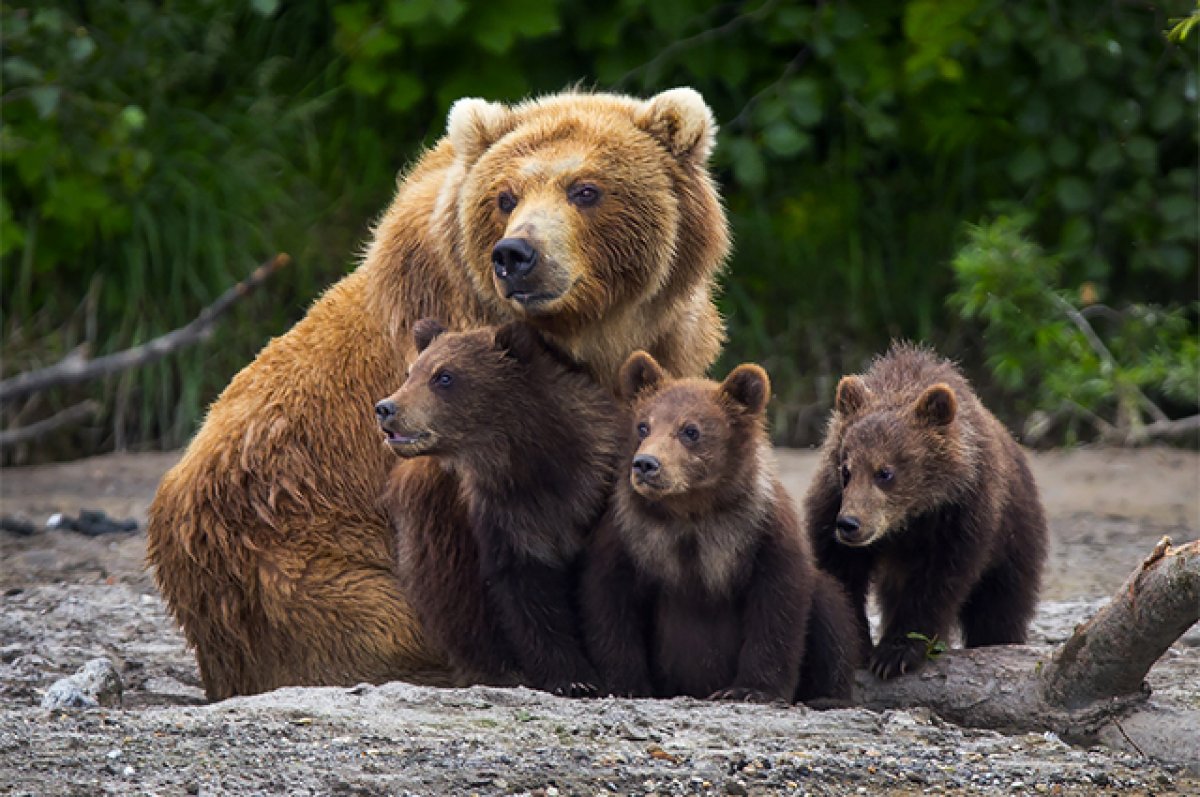 Звери мстят человеку? Почему медведи все чаще становятся людоедами