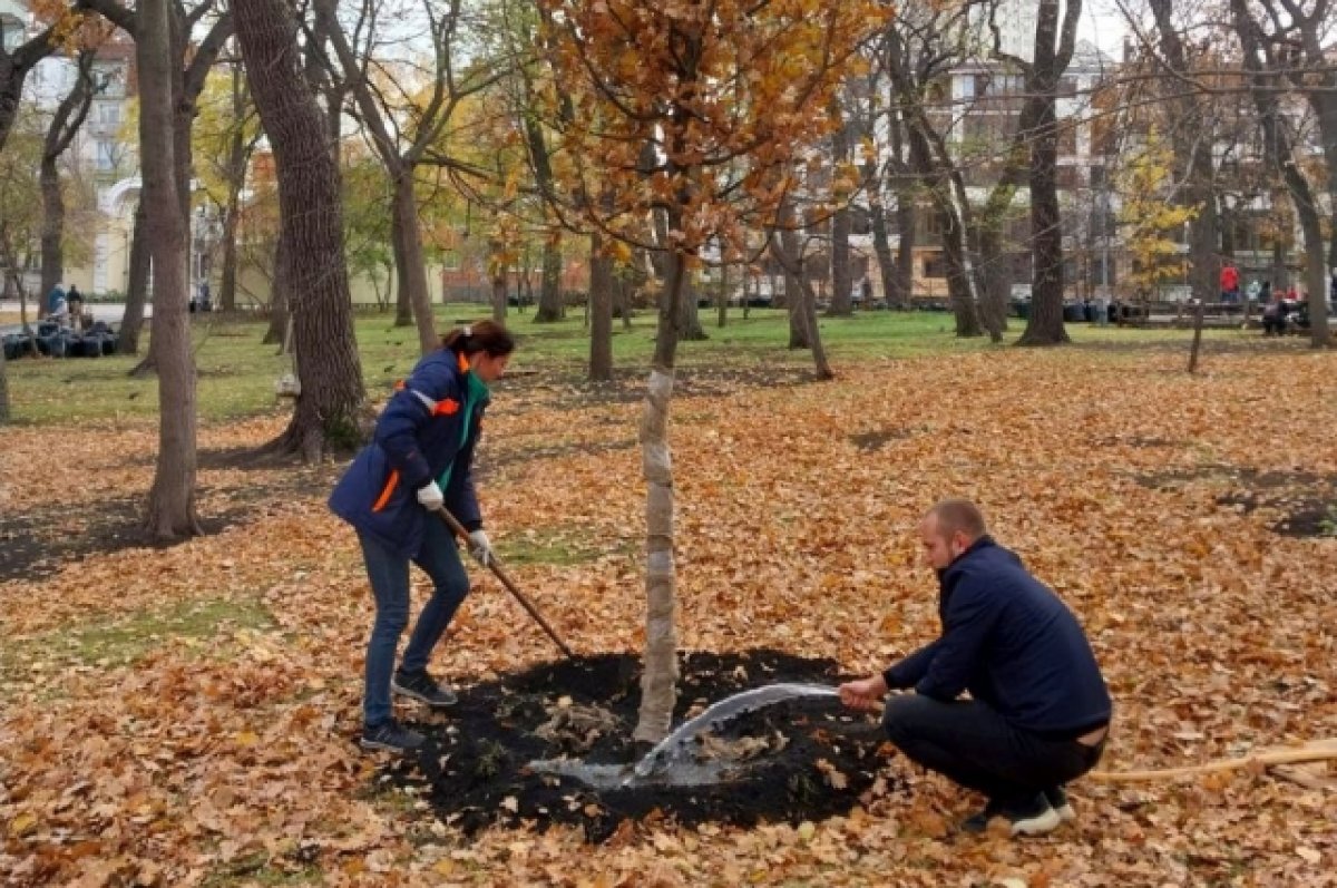 Высадка крупномерных деревьев