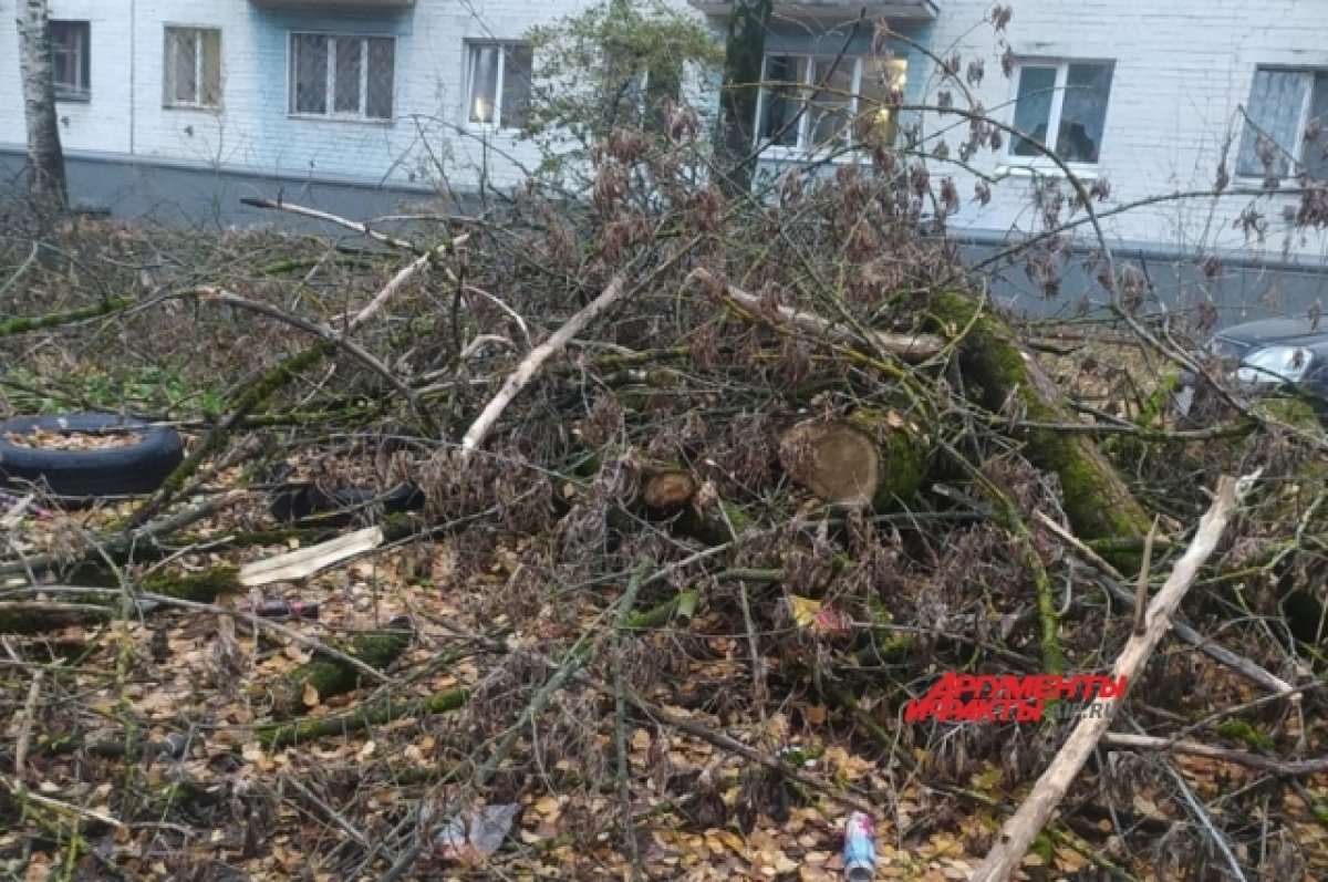 В Твери спиленные деревья у дома на Фадеева не вывозят уже третий месяц |  АиФ Тверь