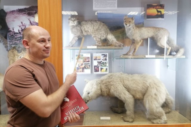 Зоолог показал экспонаты музея – лисицу, европейскую лесную кошку и бурого медведя, которые обитают на Кавказе.
