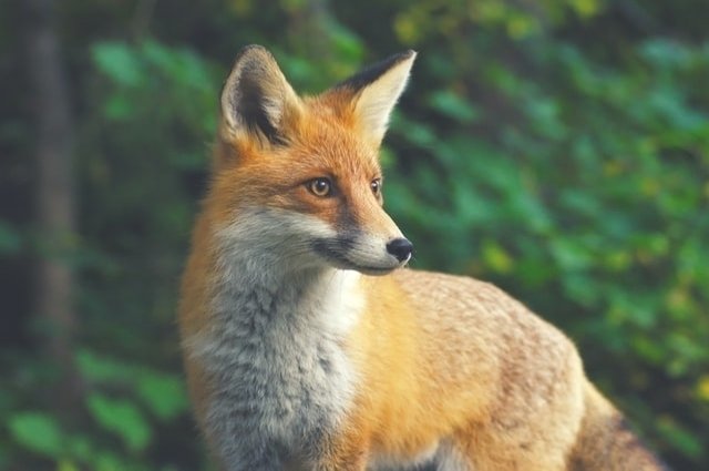В Каргале Оренбурга ввели карантин по бешенству из-за больной лисы