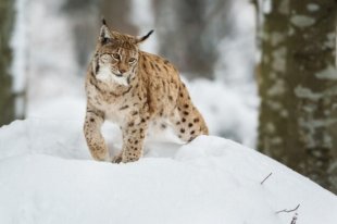 В Бузулукском бору рысь познакомилась с фотоловушкой.