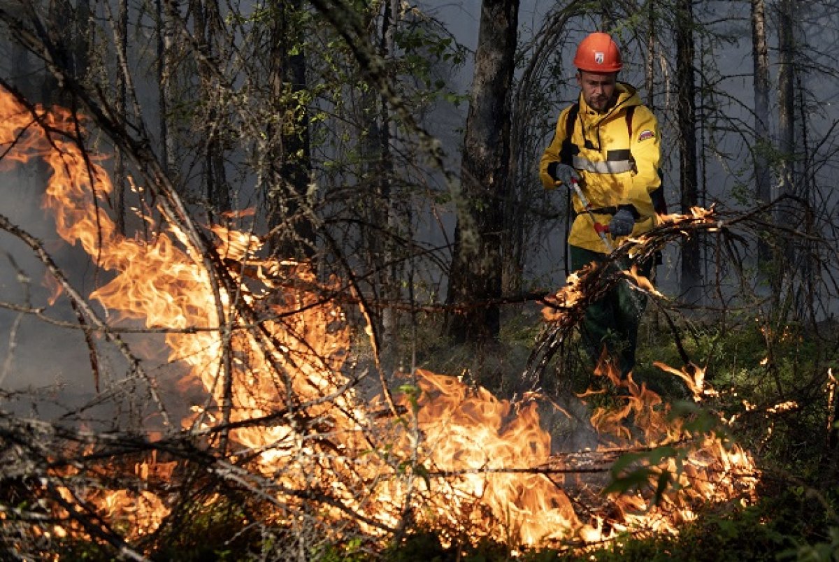 Тушите лес. В России в 2023 году горело 4,6 млн гектаров леса