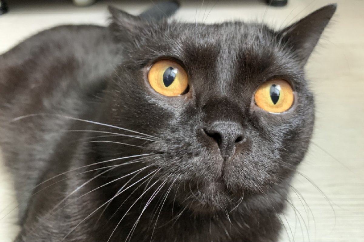 Спасатели Сыктывкара опубликовали видео спасения чёрного кота |  ПРОИСШЕСТВИЯ | АиФ Коми