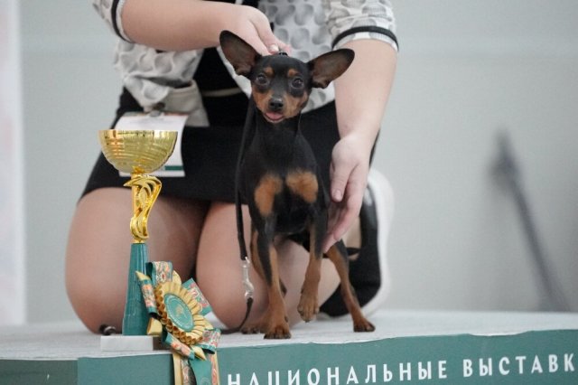 Выставка собак «Евразия 2023»
