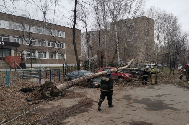 Поваленные деревья в Барнауле.