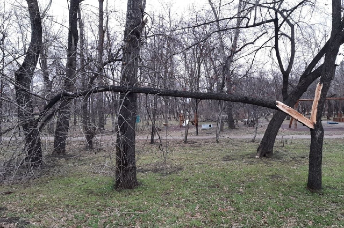 В парке «Изумрудный» в Барнауле ветром сломало 20 деревьев