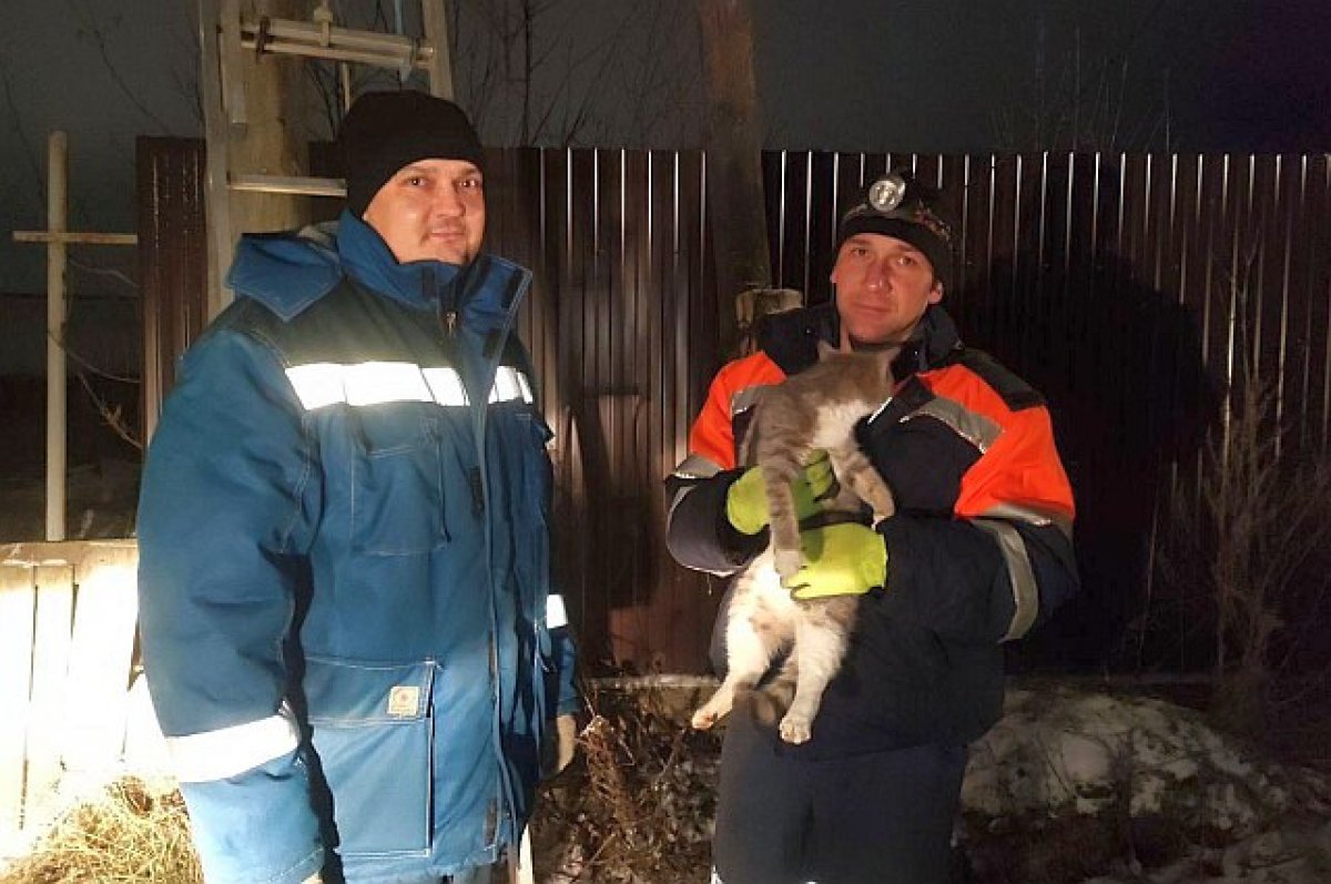 Ради застрявшего на столбе кота в городе Башкирии отключили электричество |  АиФ Уфа