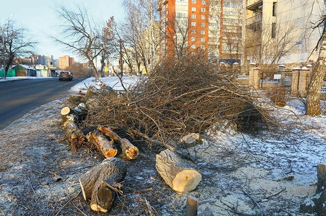 Судя по спилам, многие деревья вполне здоровые.