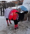 А эта коровушка взяла спецприз от автора конкурса! Её хозяйка получила 3 тысячи рублей. 