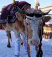 Эта корова по кличке Шалунья взяла первое место и принесла своей хозяйке приз в 10 тысяч рублей. 