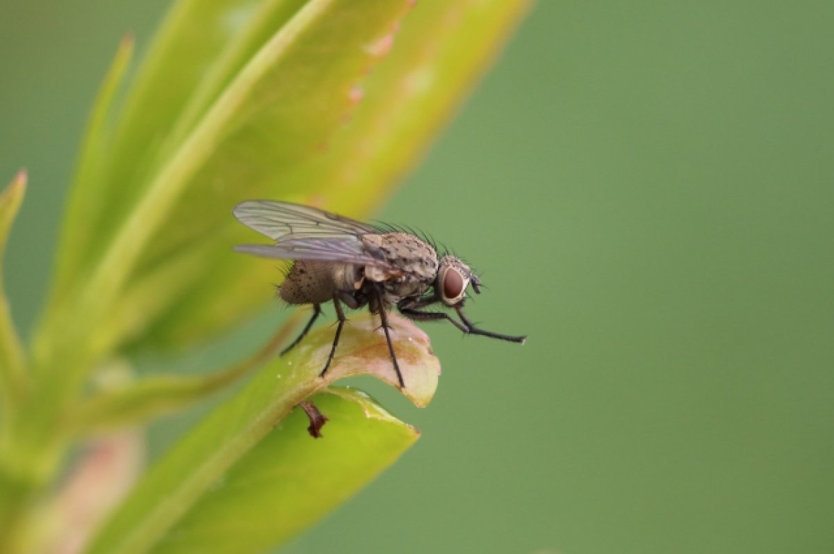 В США в кишечнике мужчины обнаружили живую муху