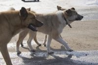Прокуратура занялась нападением стаи бродячих собак на женщину в Орске.