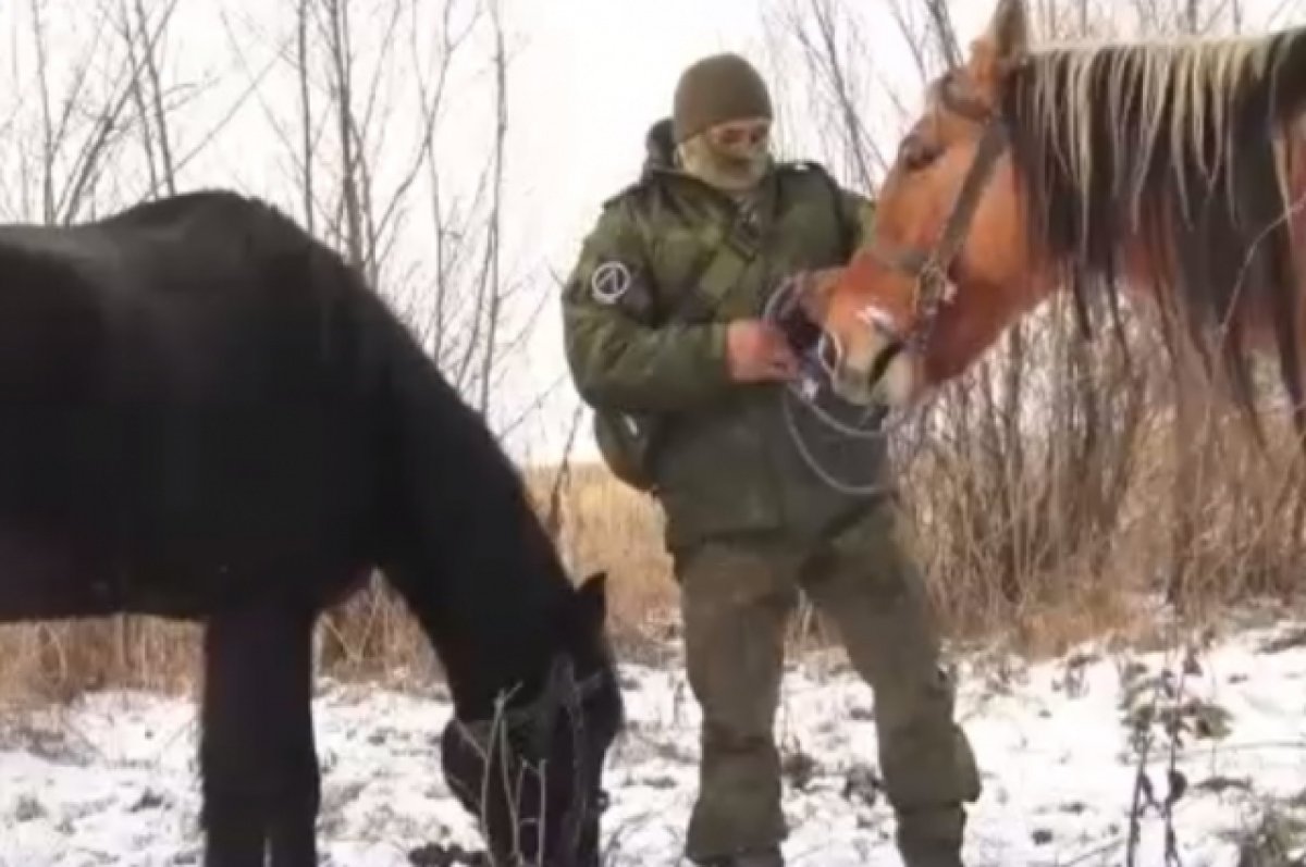 Башкирские лошади доставлены в полк «Башкортостан» в зону СВО | АиФ Уфа