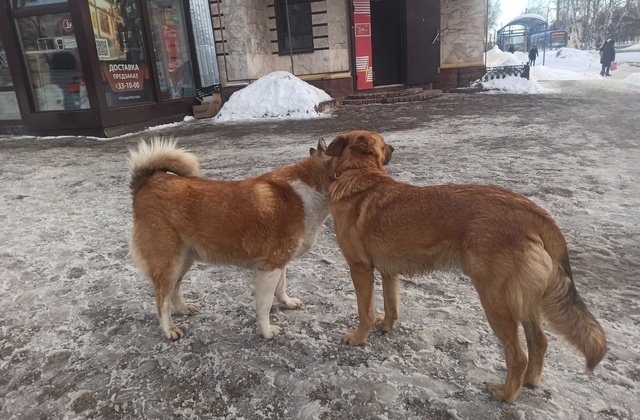 В Татарстане власти выплатят семье ребенка компенсацию за укус бродячей собаки. 