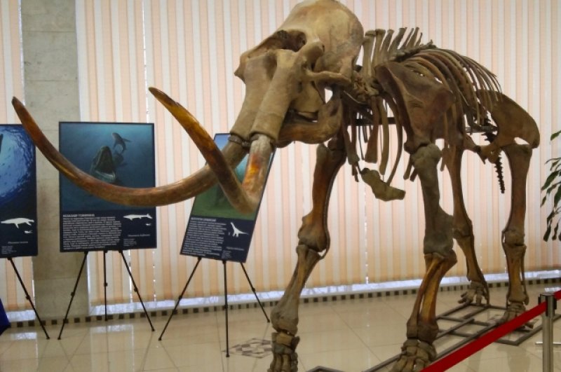 Мамонта привезли в Ульяновск по просьбе Ундоровского палеонтологического музея.