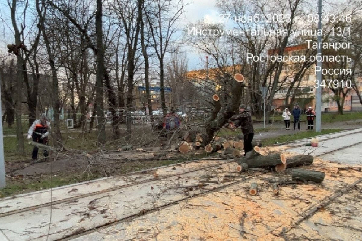 Из-за урагана на Дону рухнули деревья, повреждены провода и закрыты школы |  АиФ Ростов-на-Дону