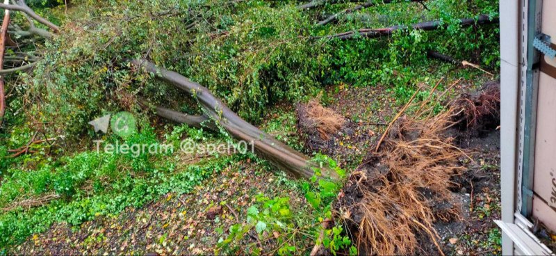 В парке «Южные культуры» в Сочи дерево вырвало с корнем. 