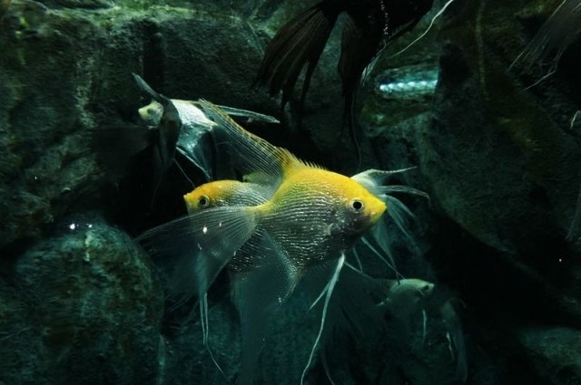 От 500 редких рыбок задохнулись о потоков морской воды