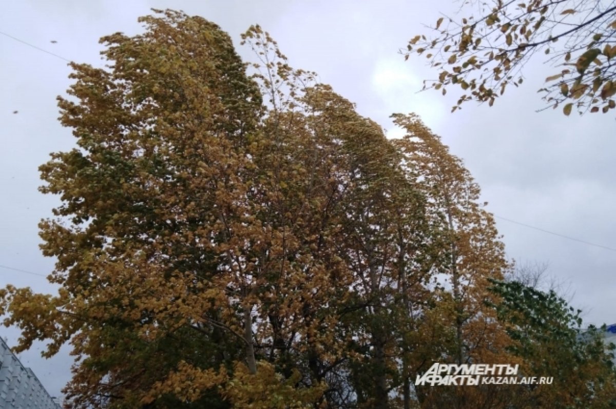 В Воронеже из-за ветра забор упал на припаркованные рядом автомобили | АиФ  Воронеж