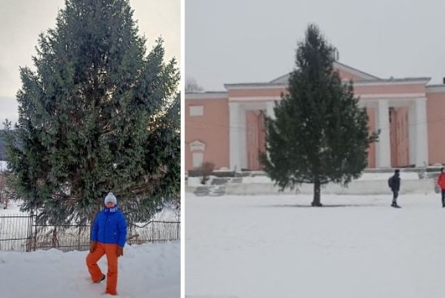 Фото слева Елена сделала на своем участке. А недавно заметила знакомую елку (справа) на городской площади.