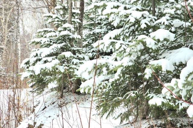 В Южно-Сахалинске в субботу 2 декабря днем небольшой снег, максимальная температура -1…-3°С.
