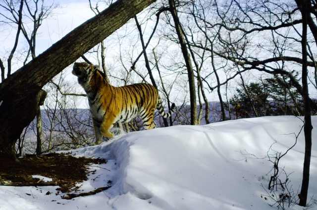 Жителей села в Приморье просят не покидать дома из-за бродячего тигра