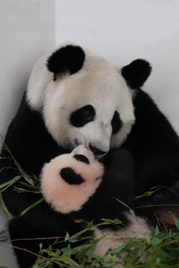 Катюша или Сяо Мо? Москвичи выбирают имя для малышки-панды из зоопарка |  Природа | Общество | Аргументы и Факты