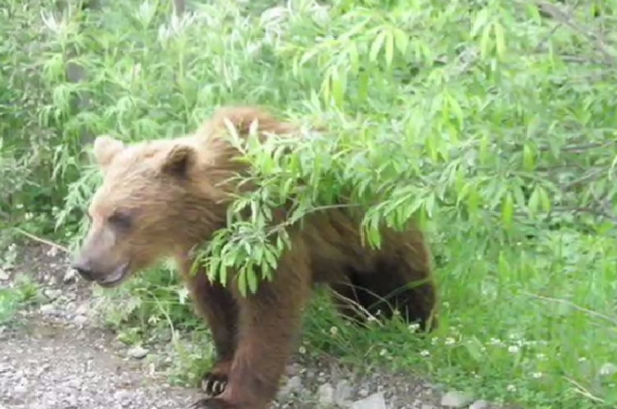 Медведь напал на грибников. Медведь напал на грибника в Якутии.