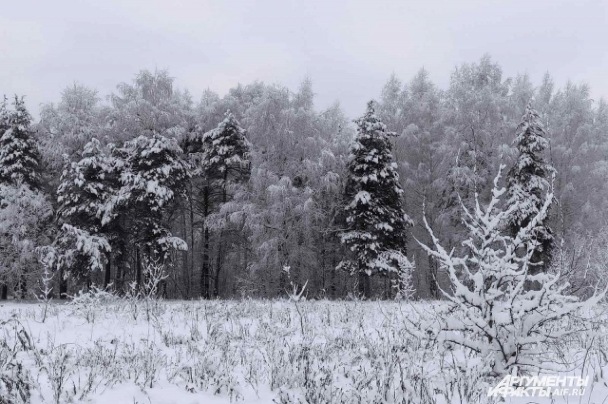Мороз под минус 30 может ударить по Алтайскому краю на следующей неделе
