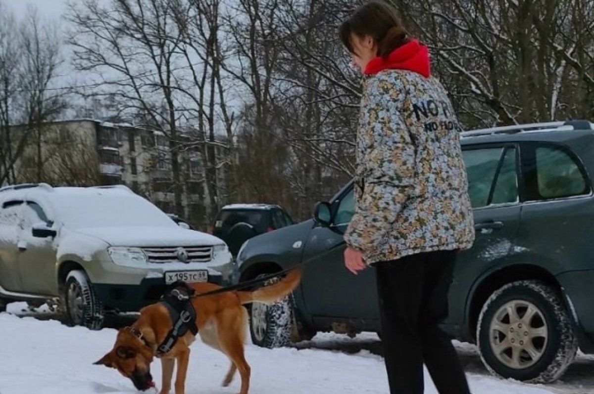 Семья из Брянска через два года нашла пропавшую в Тверской области собаку