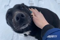 Липецкий подрядчик отказался отлавливать собак в Оренбурге