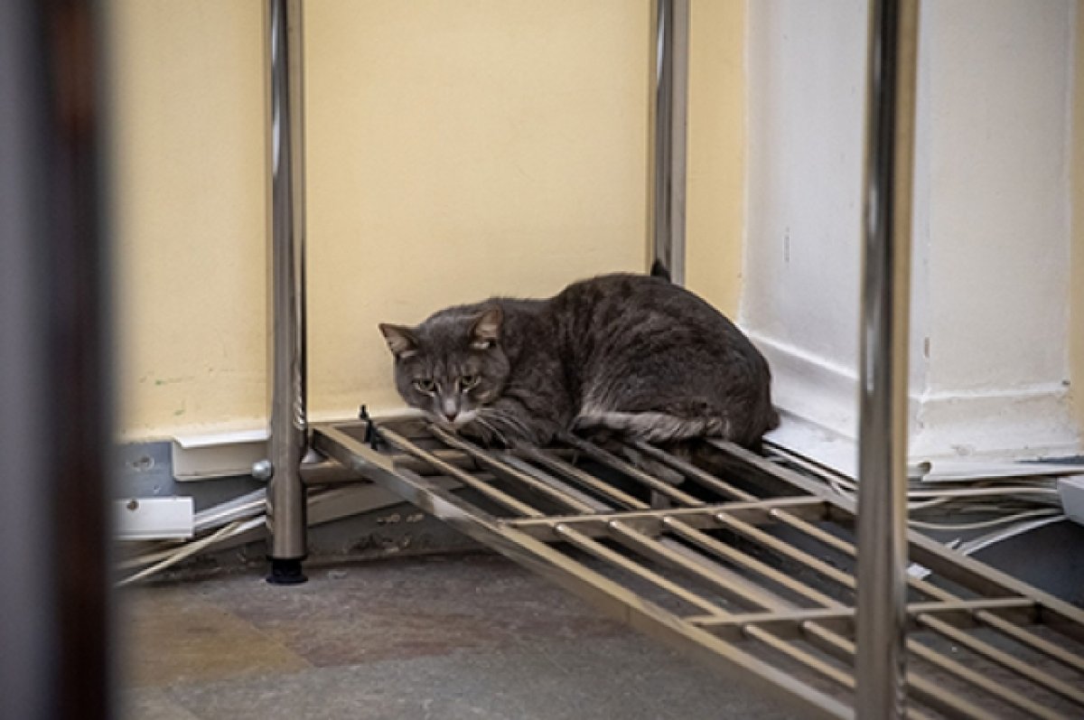 В Эрмитаже поймали кота Пашу, который два месяца прятался от людей