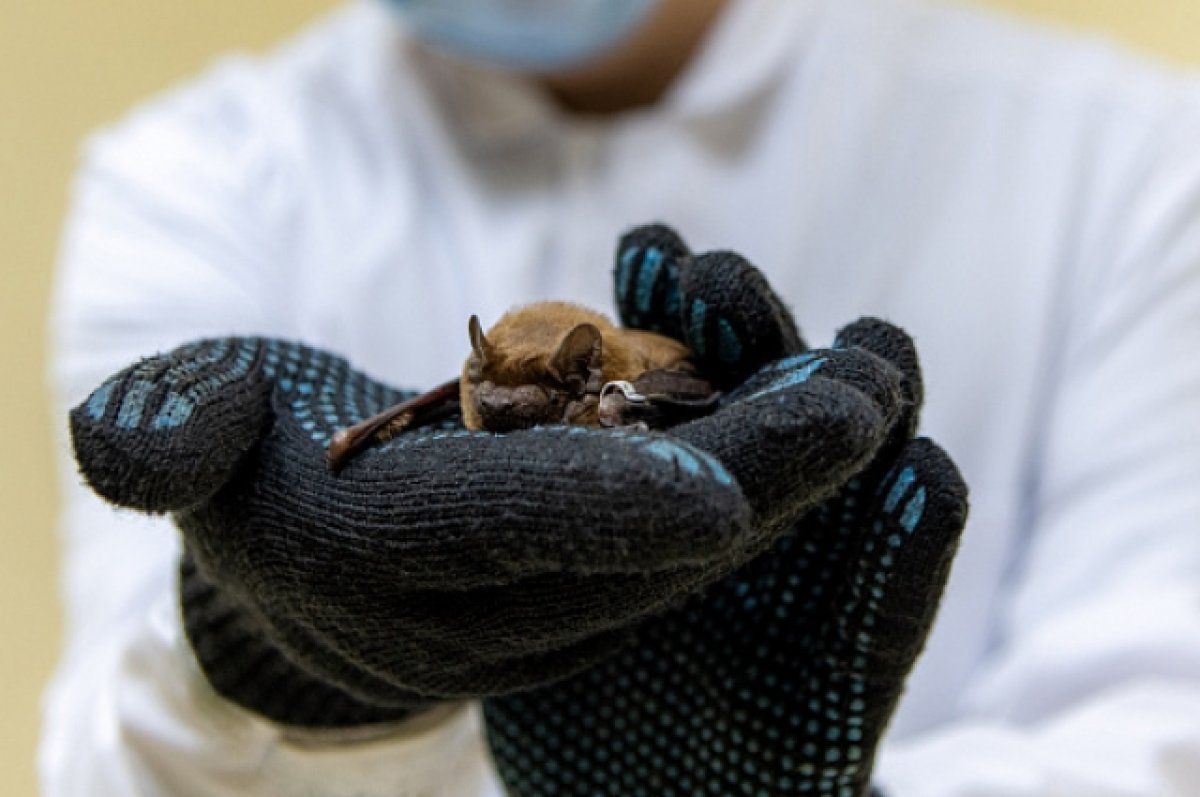 Найденных в ростовской квартире 300 летучих мышей передадут в заповедник