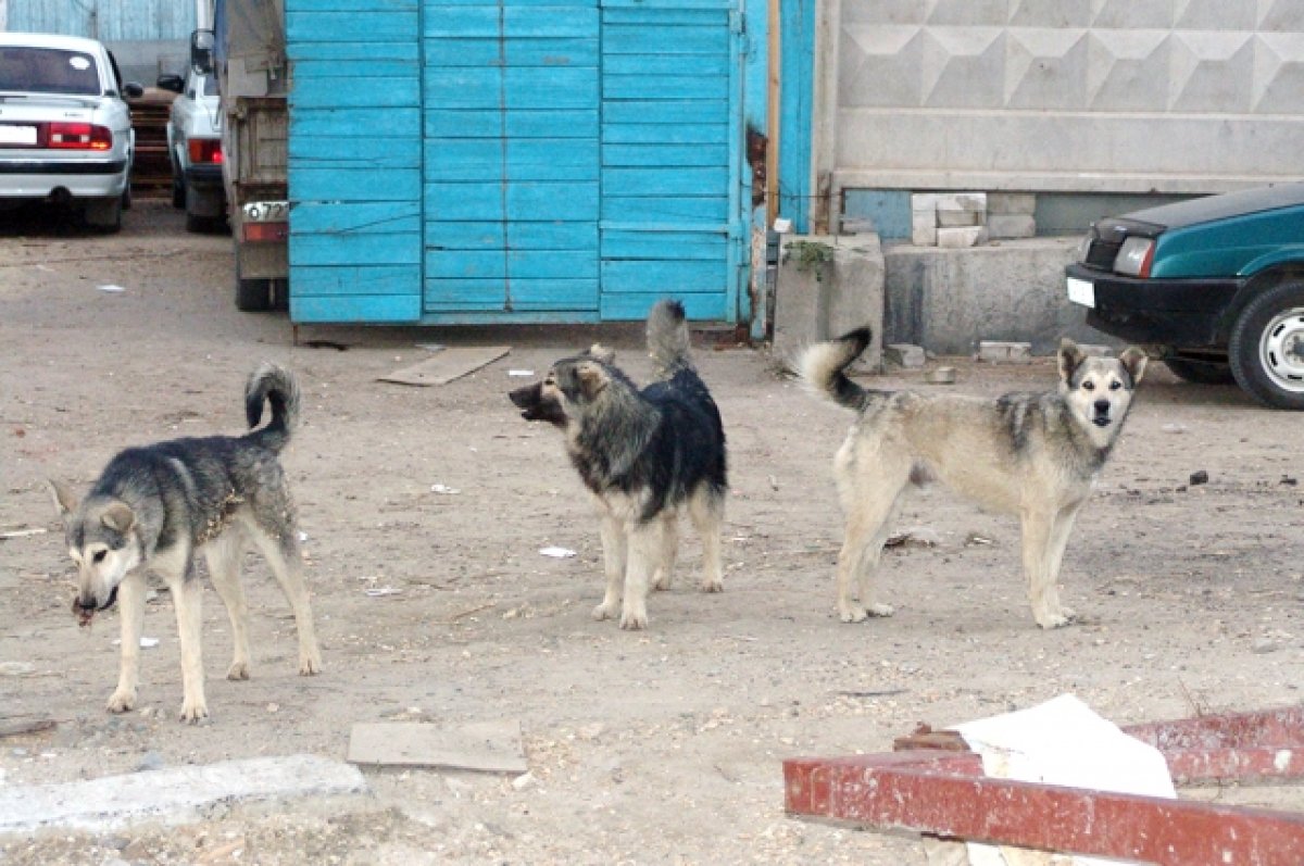 В Алтайском крае стая собак напала на ребенка-инвалида