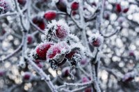 Резкий перепад температур очень опасен для садовых растений.