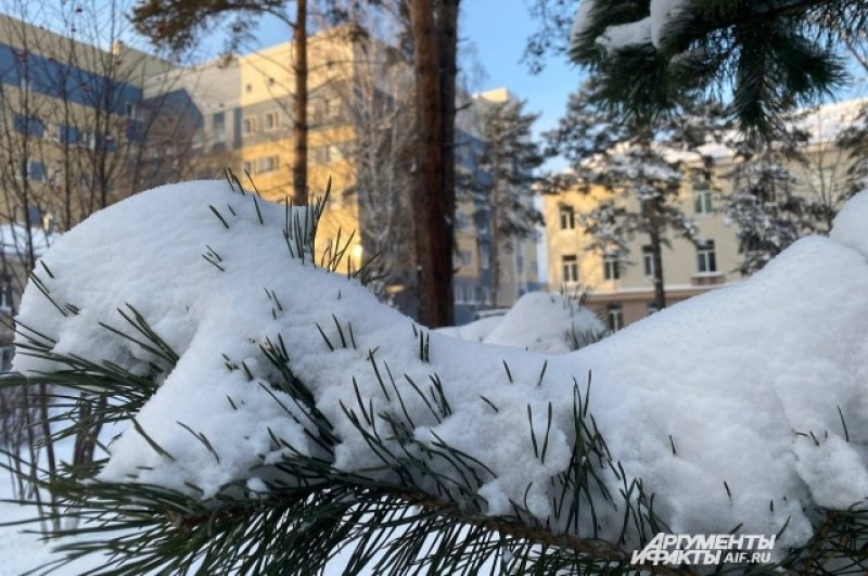 Сосна в Кемерове укрыта снежной шапкой.