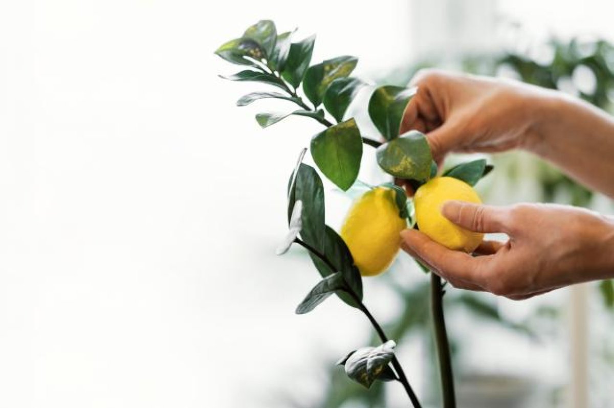 Уход за лимонным деревом в горшке в домашних условиях