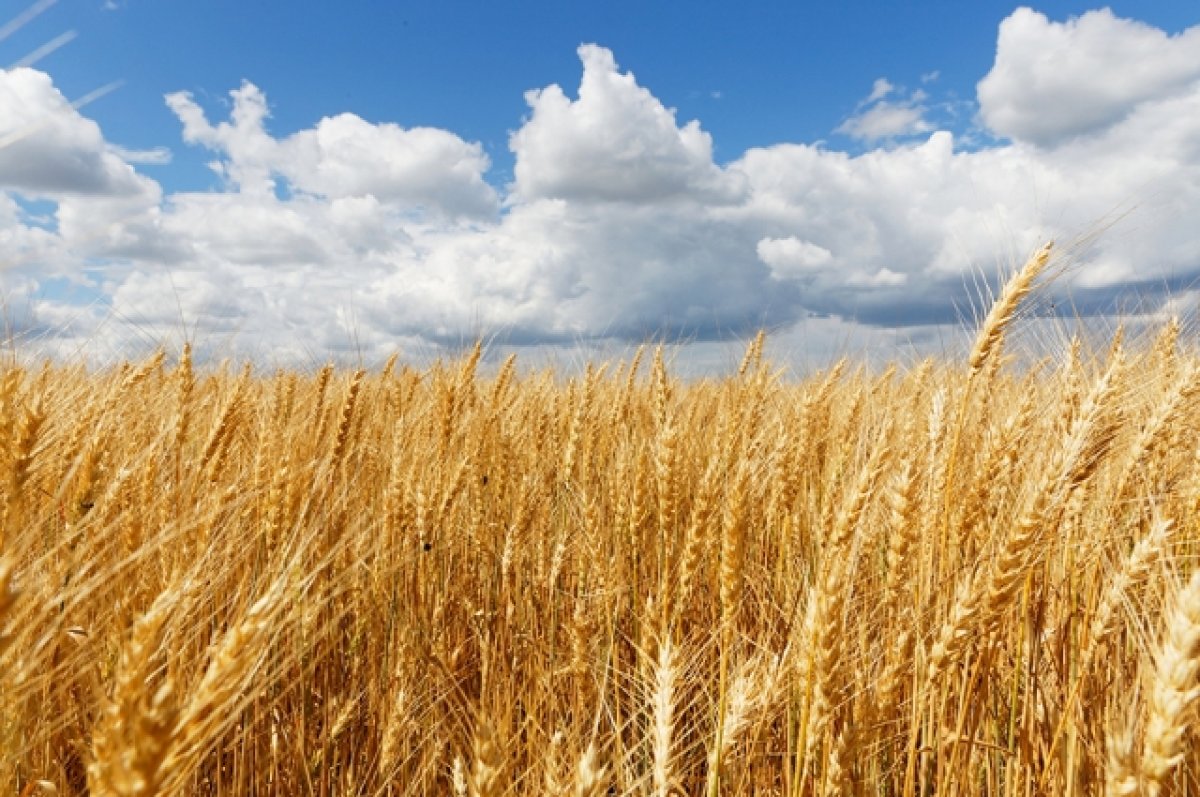 Россия ввела временный запрет на экспорт пшеницы до конца мая 2024 года