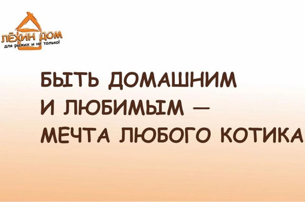 Екатеринбургский зооприют «Лехин дом» притягивает хороших людей отовсюду |  АиФ Урал