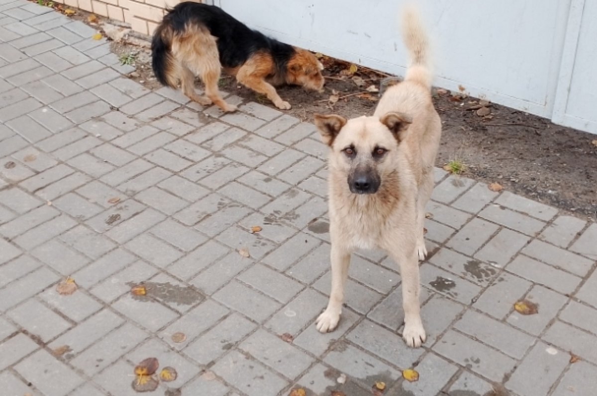 В Воронеже женщину с детьми покусала дворняга | АиФ Воронеж