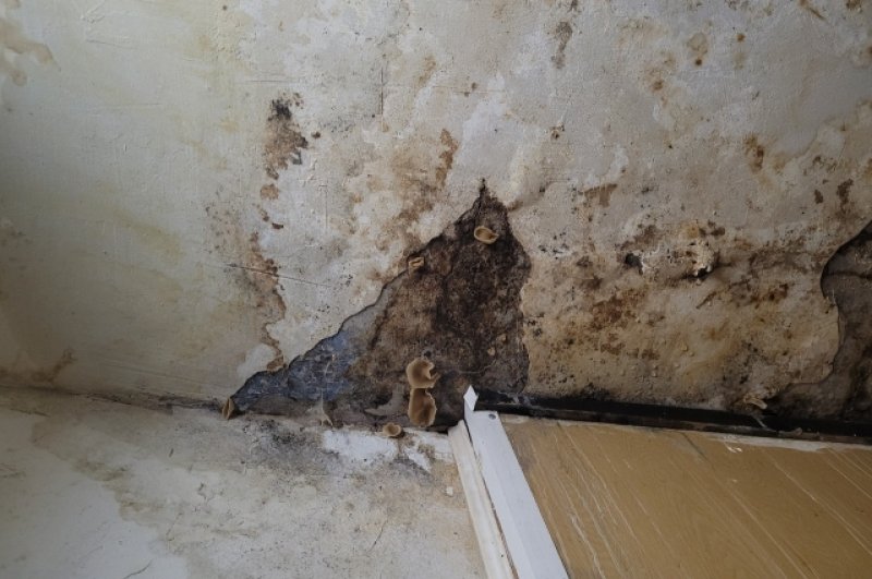 На потолке в кухне, в ванной и по стенам растёт грибок.