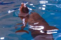 Дельфиненок учится плавать и нырять, но у него пока нет имени. 