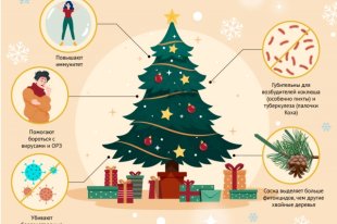 Чем полезна новогодняя елка. Инфографика